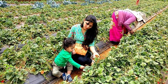 Mahabaleshwar - Image 3